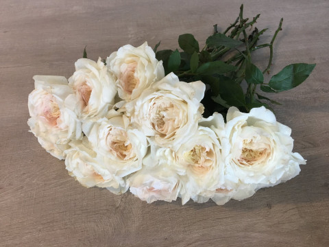 David Austin Wedding Rose PURITY